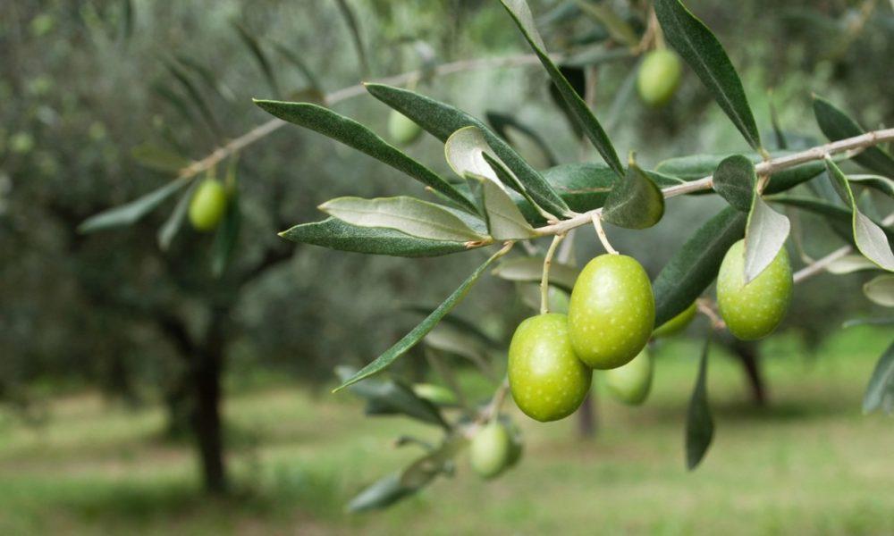 raccolta olive
